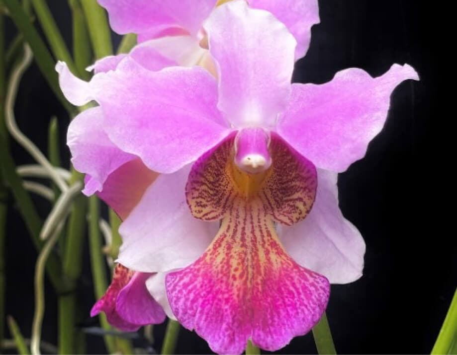 Papilionanthe